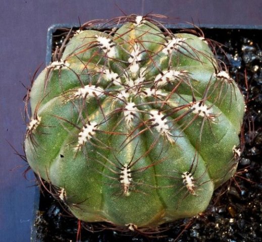 Oroya_borchersii